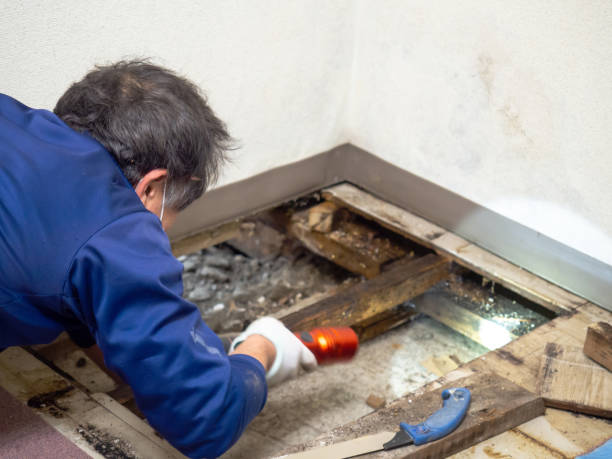 Best Mold Cleaning Services  in Stafford Springs, CT
