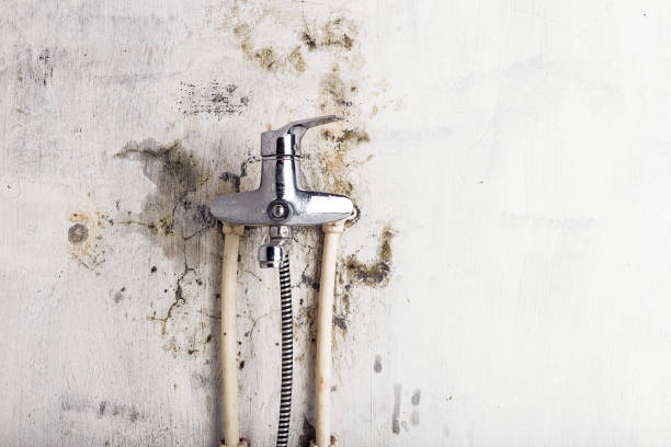 Best Professional Mold Removal  in Stafford Springs, CT