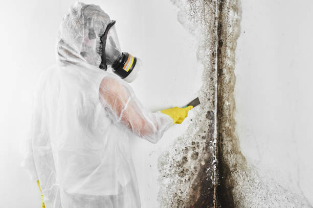 Best Emergency Mold Removal  in Stafford Springs, CT