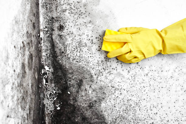 Best Commercial Mold Removal  in Stafford Springs, CT