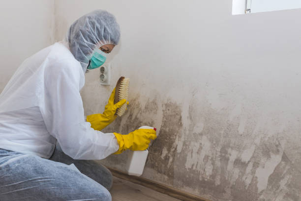 Best Professional Mold Removal  in Stafford Springs, CT
