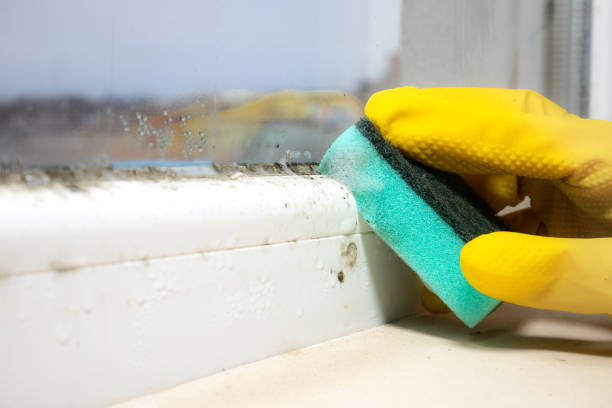 Best Local Mold Removal Service  in Stafford Springs, CT