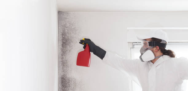 Stafford Springs, CT Mold Removal Company