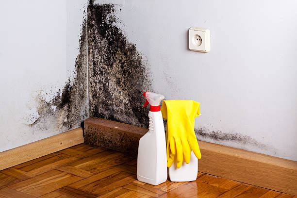 Best Local Mold Removal Service  in Stafford Springs, CT