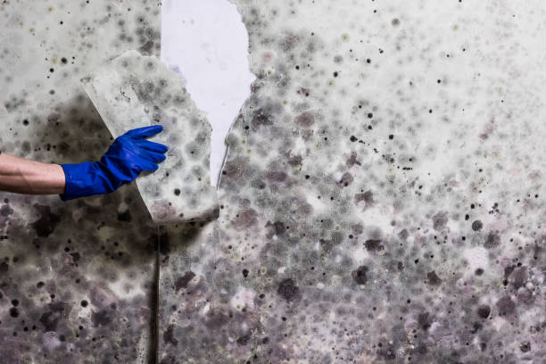 Best Mold Testing  in Stafford Springs, CT