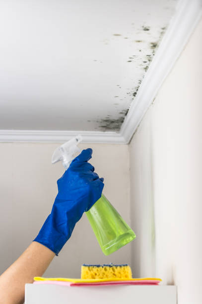 Best Mold Removal Company Near Me  in Stafford Springs, CT
