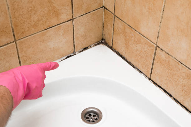 Best Crawl Space Mold Removal  in Stafford Springs, CT