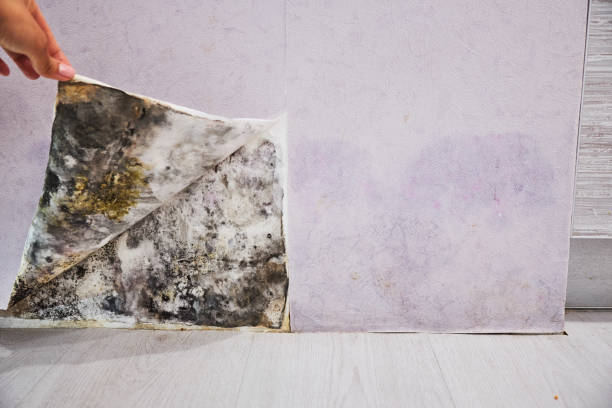 Best Home Mold Removal  in Stafford Springs, CT